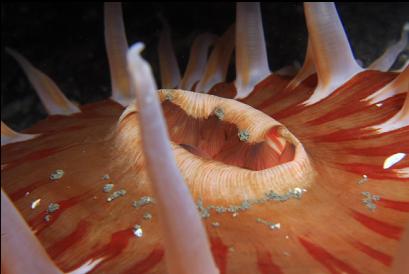 sand anemone