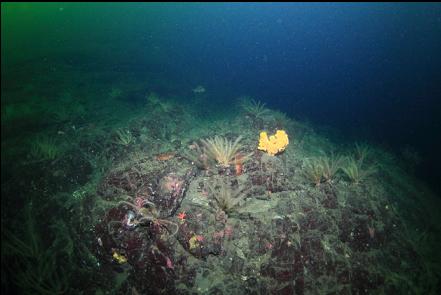 cloud sponge and feather stars