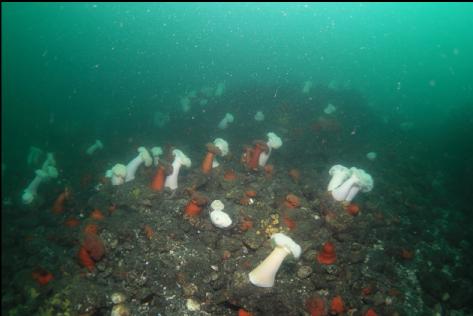 anemones, etc. at the tip of the point