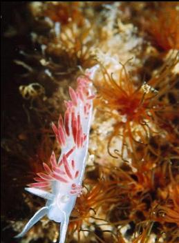 NUDIBRANCH AND CEMENTED TUBEWORMS