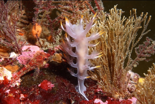 nudibranch