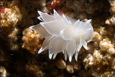 nudibranch on barnacles