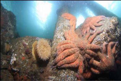 anemone and sunflower stars