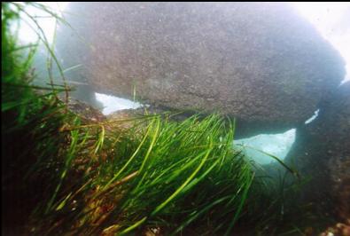 EEL GRASS AND BOULDER