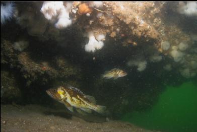 COPPER ROCKFISH UNDER OVERHANG