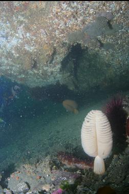 SEA PENS UNDER BOULDER