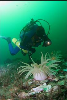 CRIMSON ANEMONES