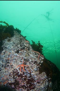 seastars on boulder