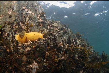 nudibranch near surface