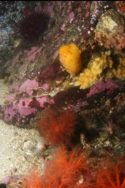 yellow nudibranch, sponge and cucumbers