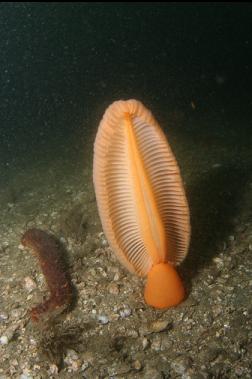 sea pen and cucumber