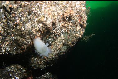 crystal tunicate