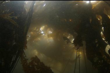 under kelp near boat