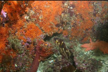 copper rockfish and orange tunicates on first dive