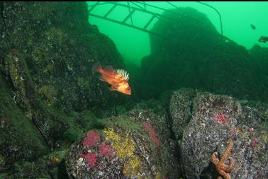 rockfish below gangway