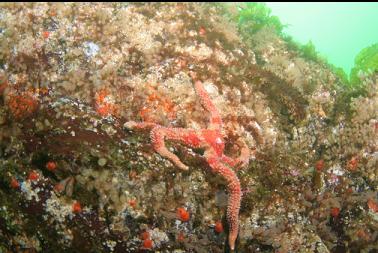 seastar on light bulb tunicates