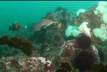 rockfish and greenling