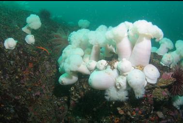 plumose anemones