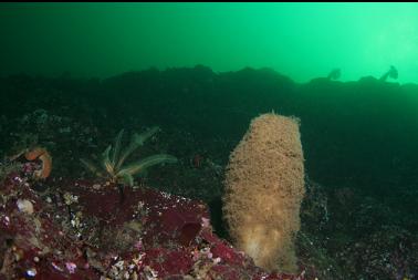 boot sponge and feather star