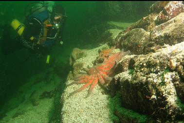 sunflower stars on reef