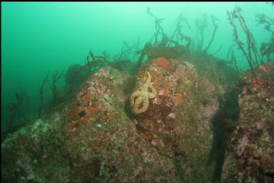 seastar at top of reef