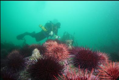 urchins