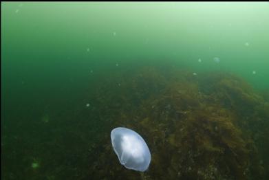 moon jellies