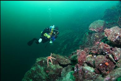 seastar at 60 feet deep
