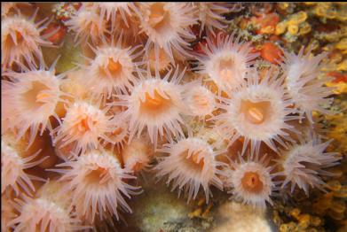 zoanthids on wall