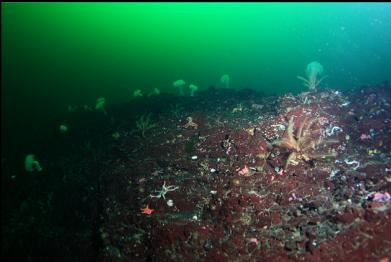 feather stars and plumose anemones