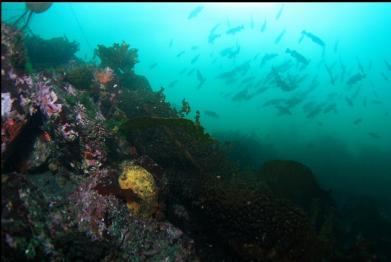 yellow sponge and rockfish school