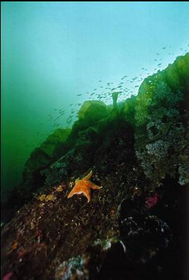 SEA STAR IN SHALLOWS