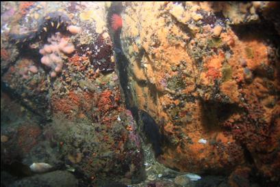 small black rockfish in crack