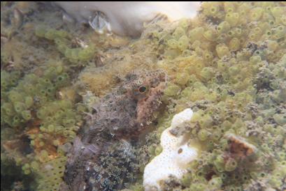 sculpin on tunicates