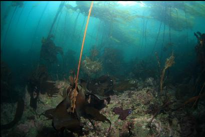 under the kelp