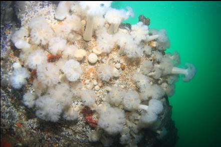 plumose anemones