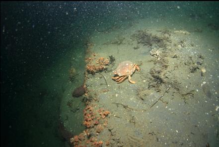 dungeness crab near the reef