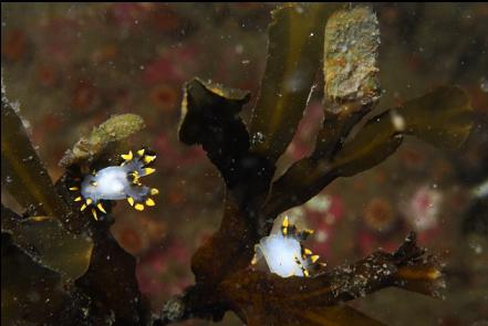 nudibranchs