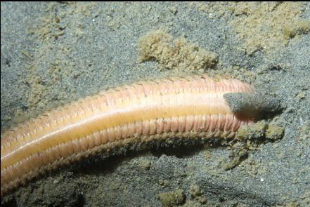 some kind of worm or seastar arm sticking out of the mud