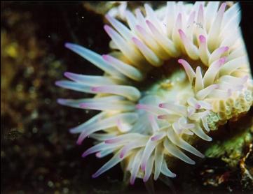 ANEMONE IN SHALLOWS