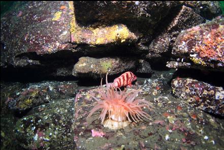 tiger rockfish and crimson anemone