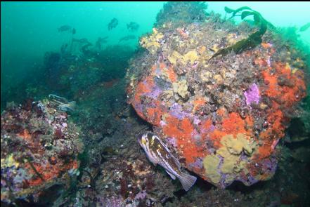 copper rockfish