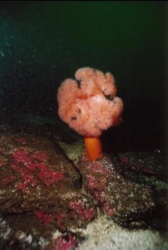 ANOTHER PLUMOSE ANEMONE