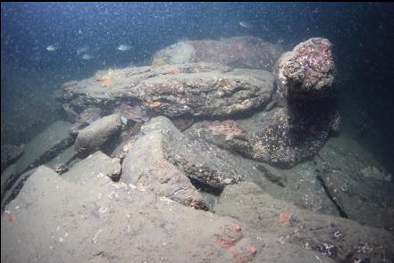 rockfish and rocks at the base of the wall