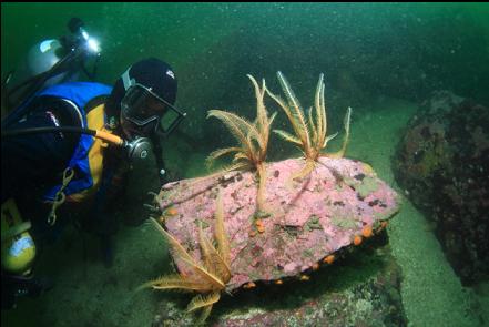 feather stars at the base of the wall