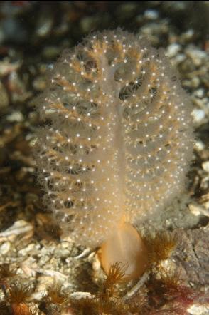 sea pen