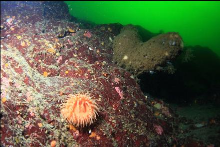 swimming anemone and boot sponge