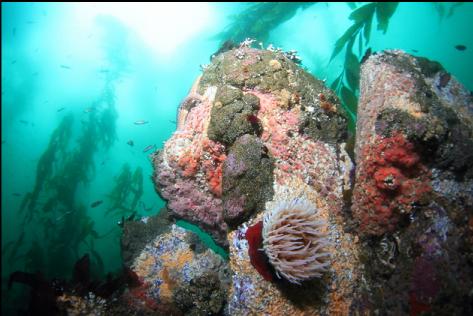 stuff on a reef