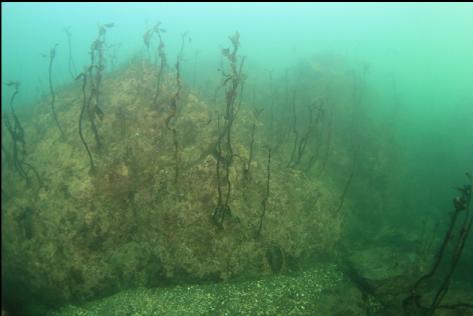 stalked kelp 