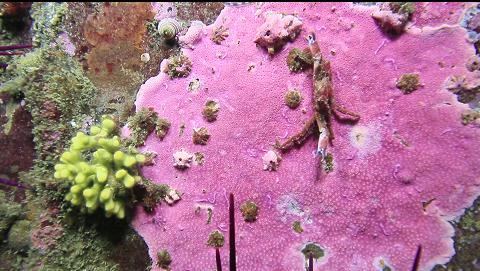 crab, hydrocoral and bryozoan